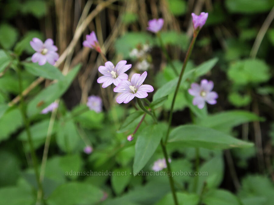 white-flowered willow-herb, pinkish (Epilobium lactiflorum) [Pacific Crest Trail, Okanogan-Wenatchee National Forest, Yakima County, Washington]