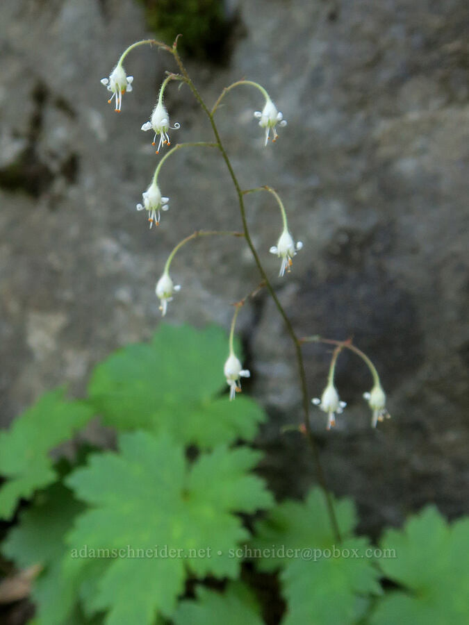 alpine alumroot (Heuchera glabra) [Pacific Crest Trail, Okanogan-Wenatchee National Forest, Yakima County, Washington]