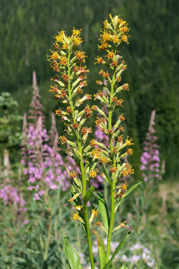 rainiera & fireweed (Rainiera stricta (Luina stricta), Chamerion angustifolium (Chamaenerion angustifolium) (Epilobium angustifolium)) [Chinook Pass, Okanogan-Wenatchee National Forest, Yakima County, Washington]
