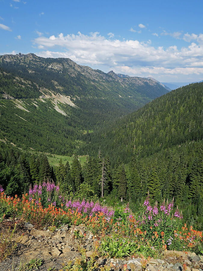 American River Valley & wildflowers (Chamerion angustifolium (Chamaenerion angustifolium) (Epilobium angustifolium), Castilleja miniata, Doellingeria ledophylla (Eucephalus ledophyllus) (Aster ledophyllus)) [Chinook Pass, Okanogan-Wenatchee National Forest, Yakima County, Washington]