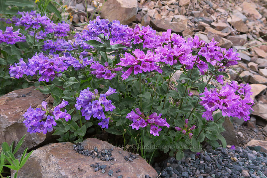 Cascade penstemon (Penstemon serrulatus) [Chinook Pass, Okanogan-Wenatchee National Forest, Yakima County, Washington]