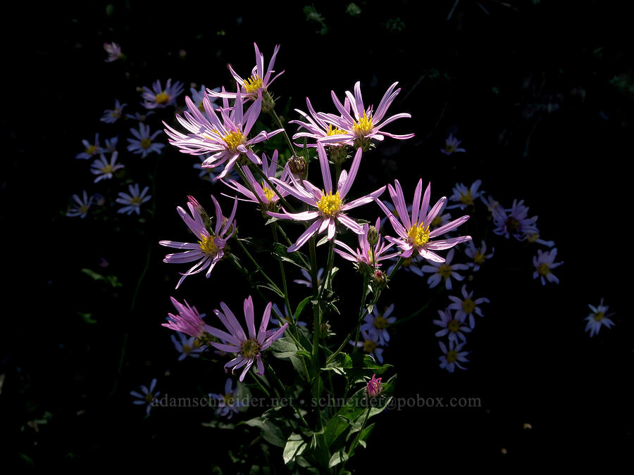 Cascade asters (Doellingeria ledophylla (Eucephalus ledophyllus) (Aster ledophyllus)) [Chinook Pass, Okanogan-Wenatchee National Forest, Yakima County, Washington]