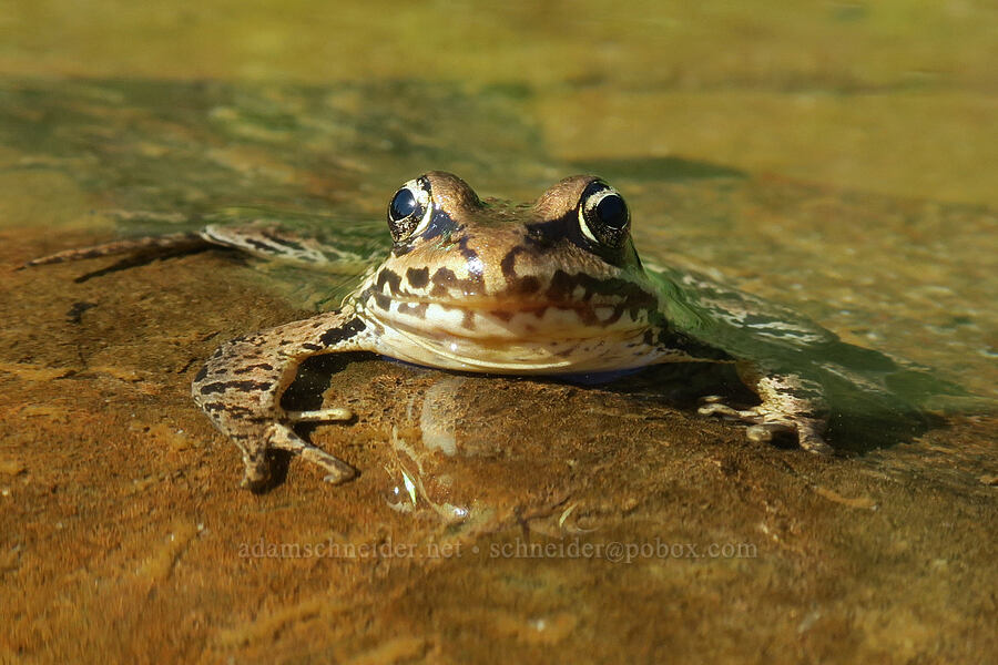 Cascades frog (Rana cascadae) [Upper Tipsoo Lake, Mt. Rainier National Park, Pierce County, Washington]