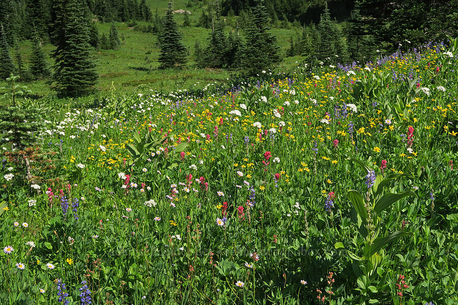 wildflowers (Valeriana sitchensis, Arnica sp., Castilleja parviflora var. oreopola, Lupinus latifolius, Erigeron glacialis var. glacialis, Veratrum viride var. eschscholtzianum (Veratrum eschscholtzii)) [Upper Tipsoo Lake, Mt. Rainier National Park, Pierce County, Washington]