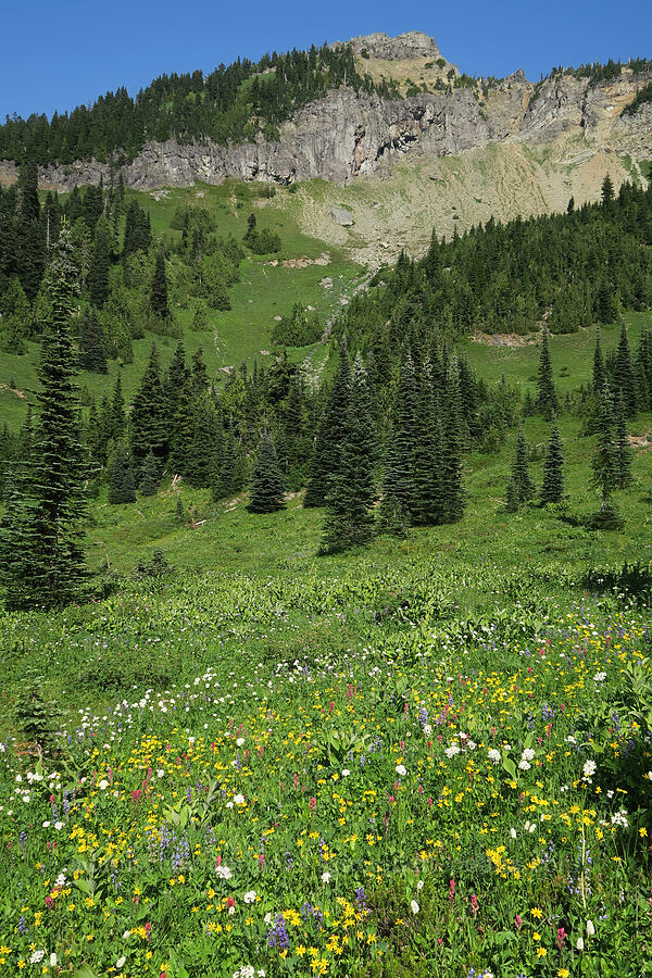 Naches Peak & wildflowers (Arnica sp., Valeriana sitchensis, Lupinus latifolius, Castilleja parviflora var. oreopola, Veratrum viride var. eschscholtzianum (Veratrum eschscholtzii)) [Upper Tipsoo Lake, Mt. Rainier National Park, Pierce County, Washington]