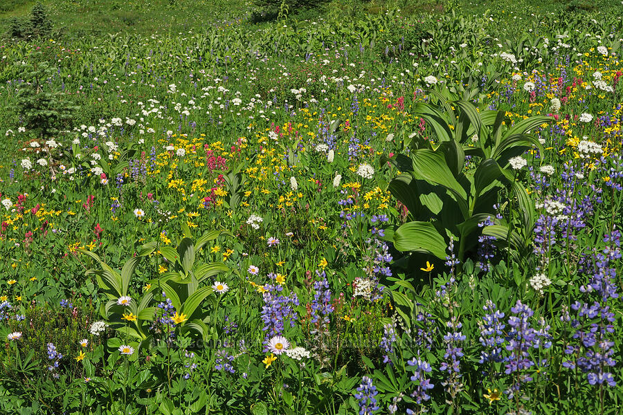 wildflowers (Veratrum viride var. eschscholtzianum (Veratrum eschscholtzii), Arnica sp., Castilleja parviflora var. oreopola, Lupinus latifolius, Erigeron glacialis var. glacialis, Valeriana sitchensis) [Upper Tipsoo Lake, Mt. Rainier National Park, Pierce County, Washington]
