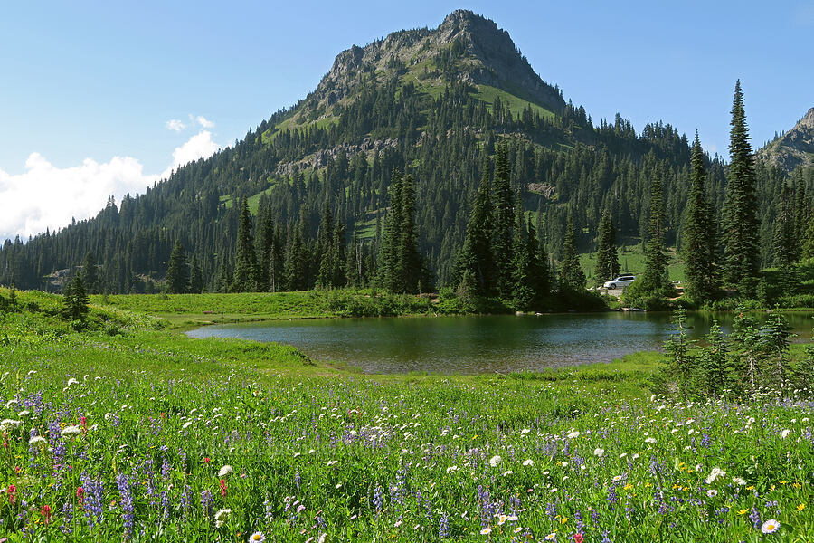 Yakima Peak & wildflowers (Valeriana sitchensis, Lupinus sp., Castilleja parviflora var. oreopola, Erigeron glacialis var. glacialis) [Upper Tipsoo Lake, Mt. Rainier National Park, Pierce County, Washington]