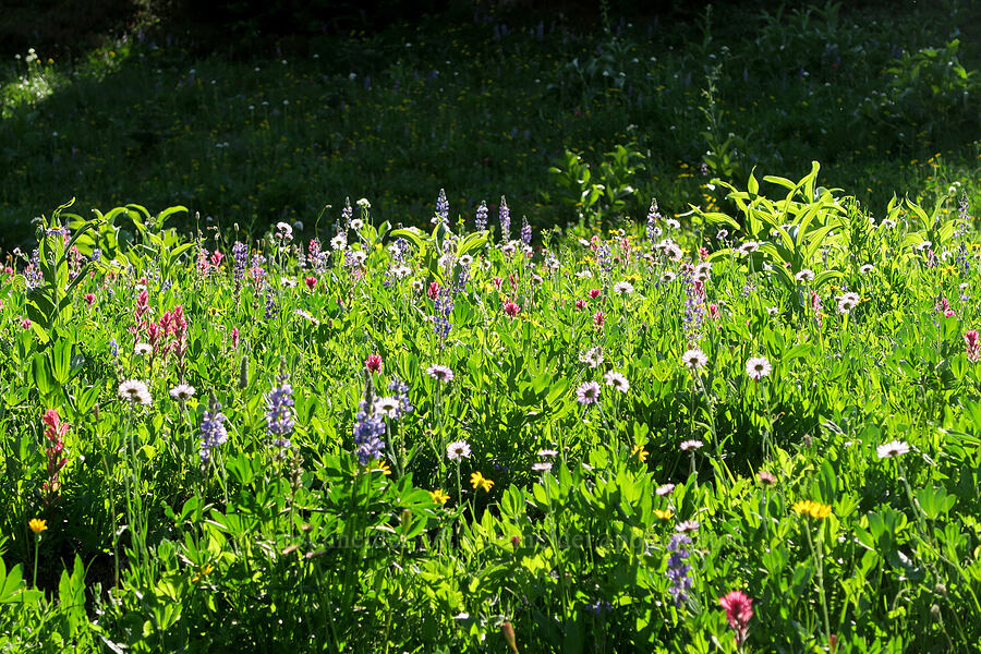 wildflowers (Lupinus latifolius, Castilleja parviflora var. oreopola, Erigeron glacialis var. glacialis, Arnica sp., Veratrum viride var. eschscholtzianum (Veratrum eschscholtzii)) [Upper Tipsoo Lake, Mt. Rainier National Park, Pierce County, Washington]