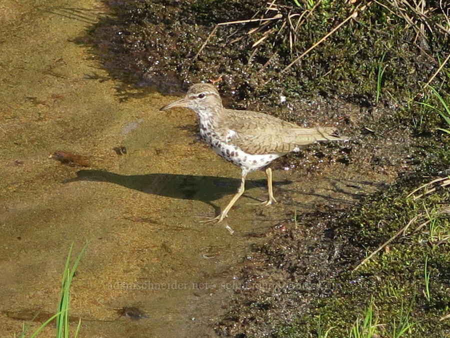 spotted sandpiper (Actitis macularius) [Upper Tipsoo Lake, Mt. Rainier National Park, Pierce County, Washington]
