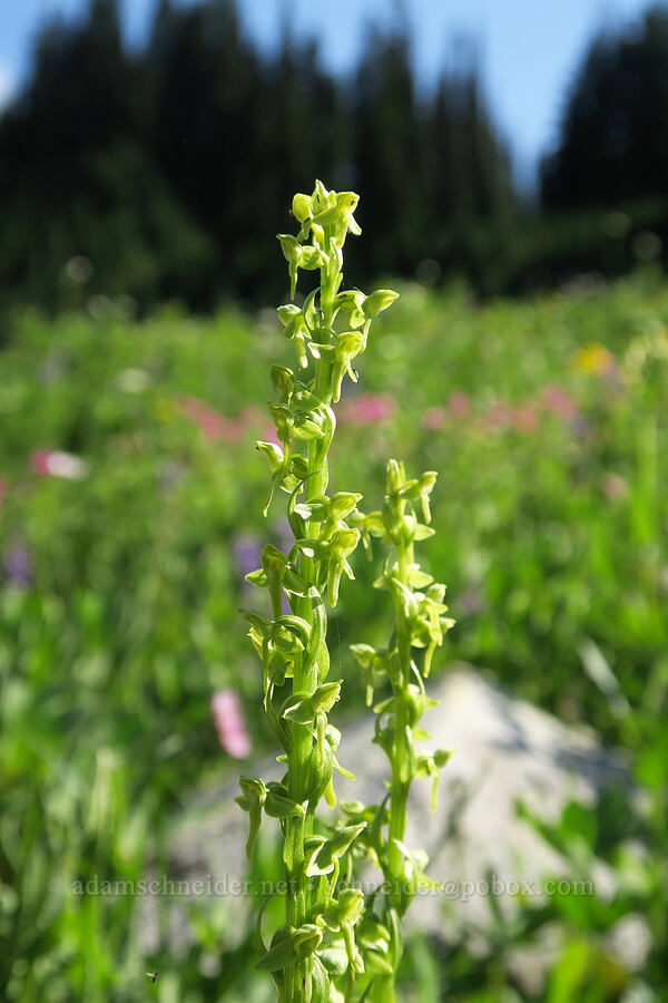 slender bog orchid (Platanthera stricta (Piperia stricta)) [Upper Tipsoo Lake, Mt. Rainier National Park, Pierce County, Washington]
