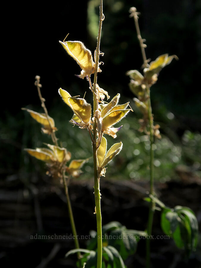 broad-leaf lupine seed pods (Lupinus latifolius) [Obsidian Trail, Willamette National Forest, Lane County, Oregon]