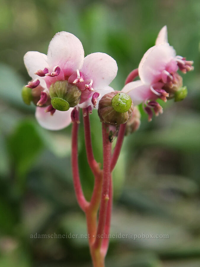 pipsissewa (Chimaphila umbellata) [Obsidian Trail, Willamette National Forest, Lane County, Oregon]