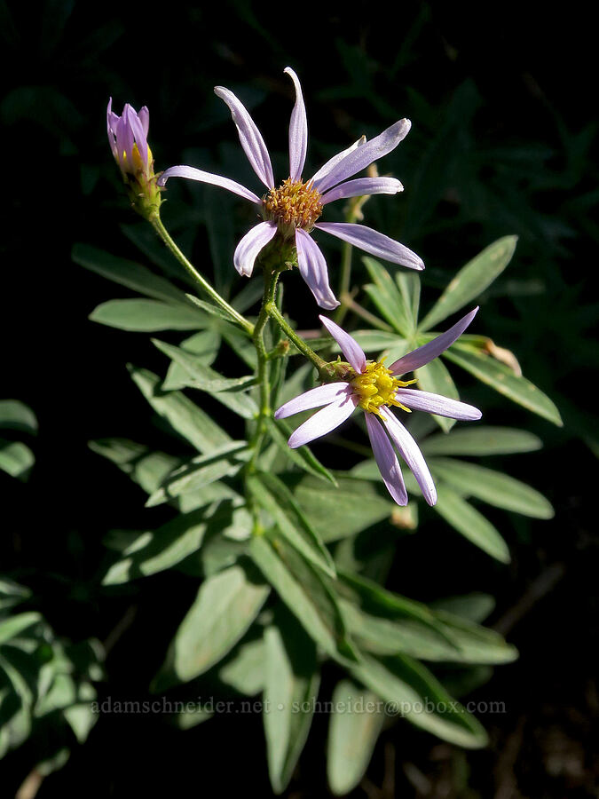 Cascade asters (Doellingeria ledophylla (Eucephalus ledophyllus) (Aster ledophyllus)) [Obsidian Trail, Three Sisters Wilderness, Lane County, Oregon]