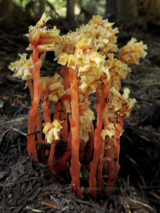 pinesap (Monotropa hypopitys) [Obsidian Trail, Three Sisters Wilderness, Lane County, Oregon]