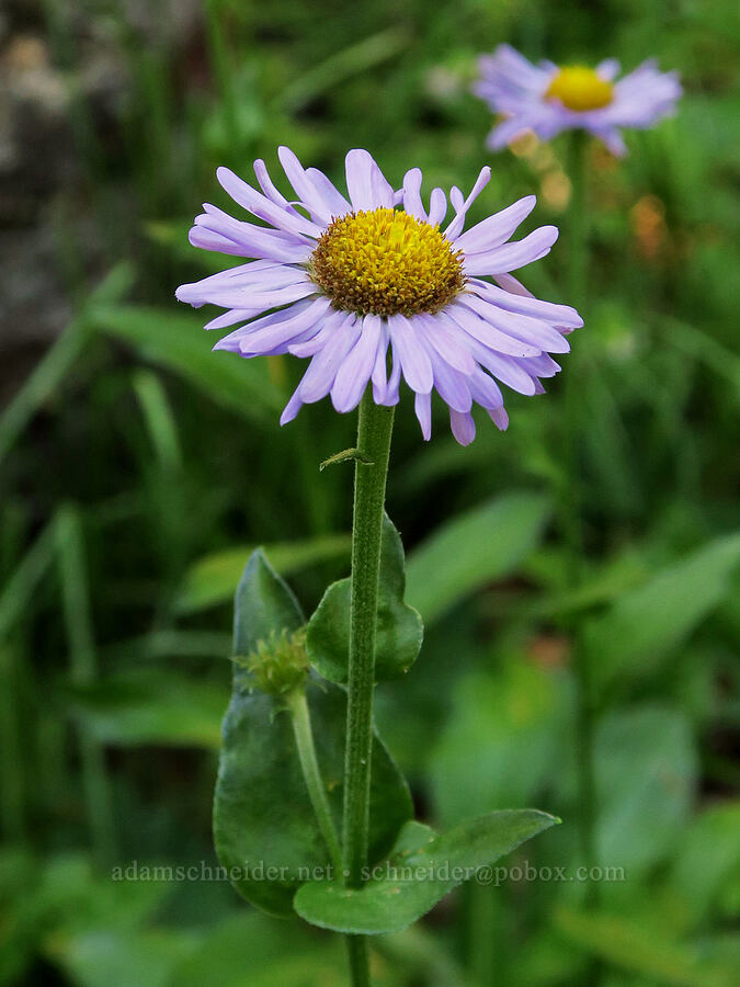 subalpine fleabane (Erigeron glacialis var. glacialis) [Obsidian Trail, Three Sisters Wilderness, Lane County, Oregon]