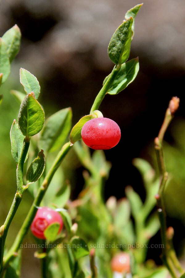 grouse whortleberries (Vaccinium scoparium) [Obsidian Trail, Three Sisters Wilderness, Lane County, Oregon]
