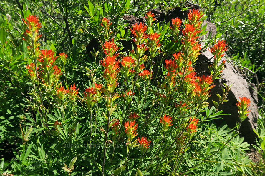 Suksdorf's paintbrush (Castilleja suksdorfii) [Obsidian Trail, Three Sisters Wilderness, Lane County, Oregon]