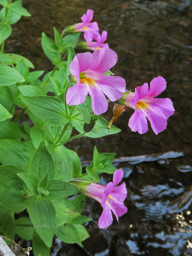 Lewis' monkeyflower (Erythranthe lewisii (Mimulus lewisii)) [Obsidian Trail, Three Sisters Wilderness, Lane County, Oregon]