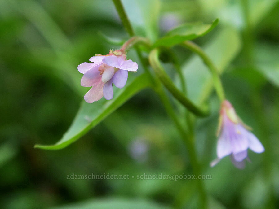 white-flowered willow-herb (Epilobium lactiflorum) [Obsidian Trail, Three Sisters Wilderness, Lane County, Oregon]