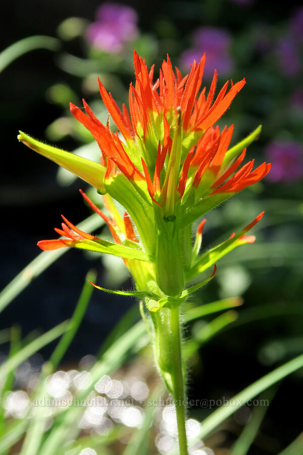 Suksdorf's paintbrush (Castilleja suksdorfii) [Obsidian Trail, Three Sisters Wilderness, Lane County, Oregon]