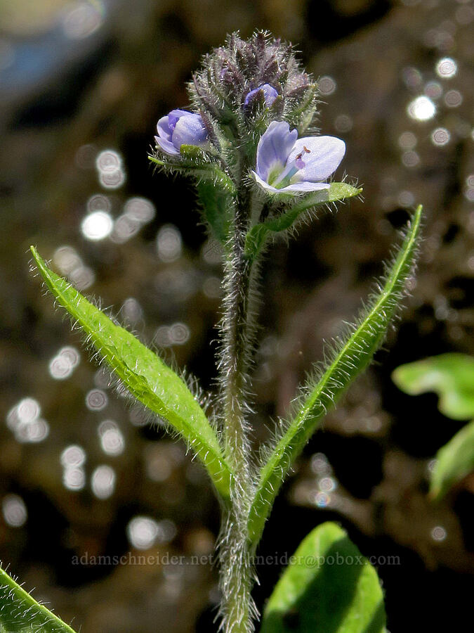 alpine speedwell (Veronica wormskjoldii) [Obsidian Trail, Three Sisters Wilderness, Lane County, Oregon]