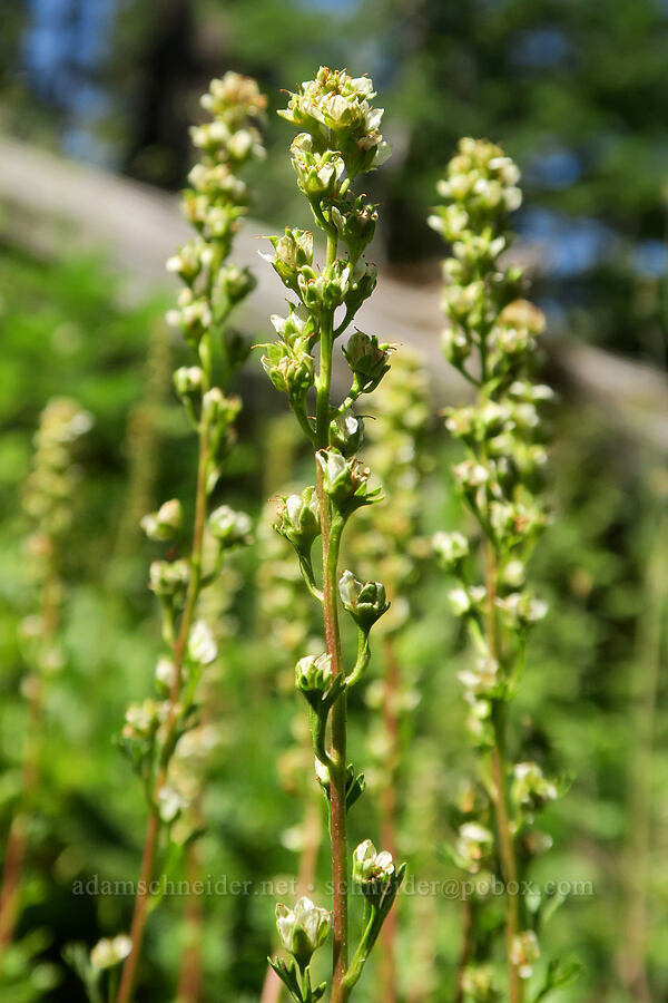 partridgefoot, going to seed (Luetkea pectinata) [Glacier Way Trail, Three Sisters Wilderness, Lane County, Oregon]