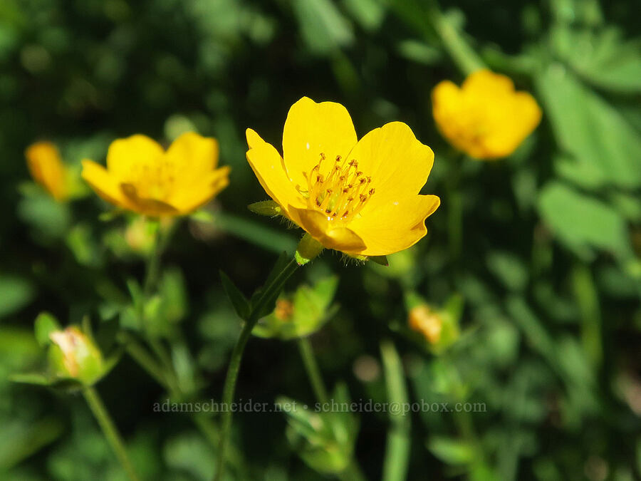 fan-leaf cinquefoil (Potentilla flabellifolia) [Glacier Way Trail, Three Sisters Wilderness, Lane County, Oregon]