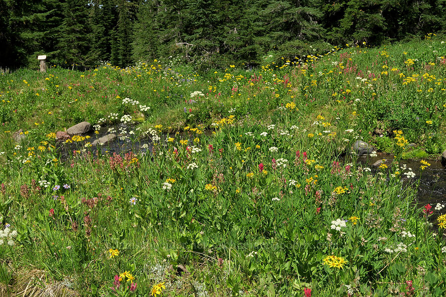 wildflowers (Lomatium grayi, Senecio triangularis, Castilleja parviflora var. oreopola, Oreostemma alpigenum (Aster alpigenus), Lupinus latifolius) [Pacific Crest Trail, Three Sisters Wilderness, Lane County, Oregon]
