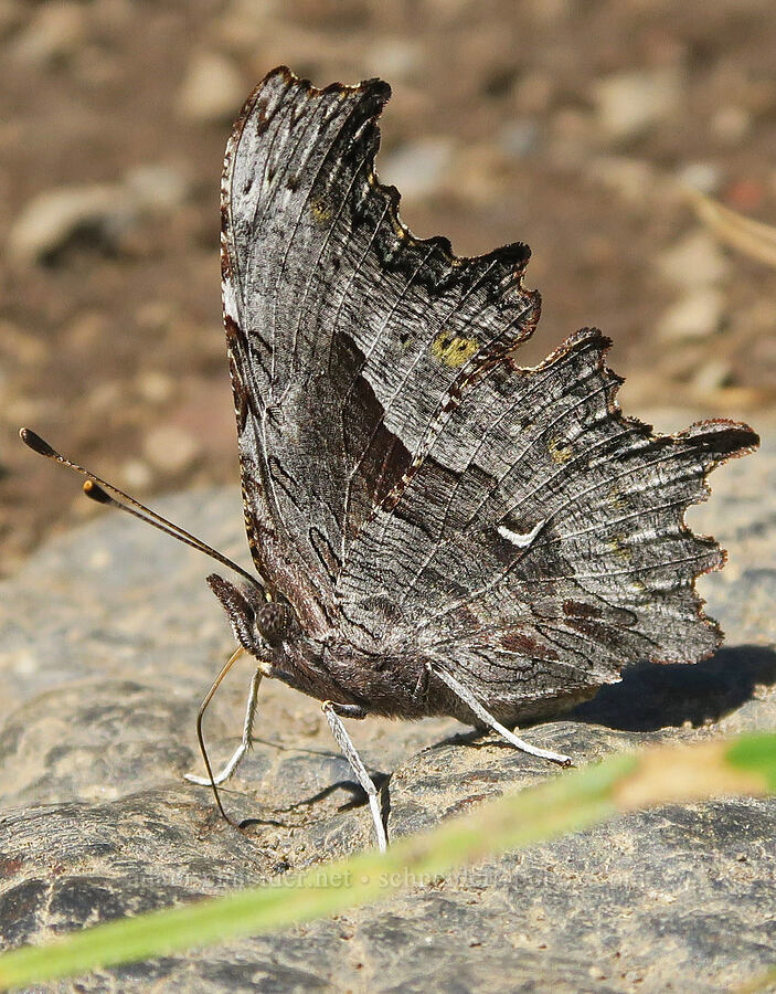comma butterfly (Polygonia sp.) [Pacific Crest Trail, Three Sisters Wilderness, Lane County, Oregon]