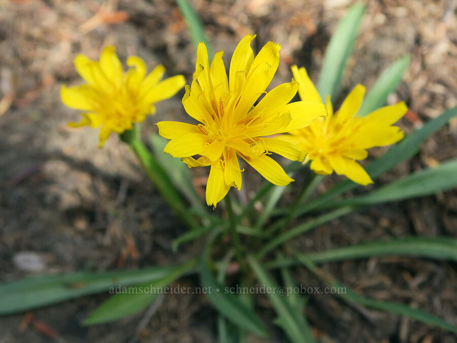 alpine lake agoseris (mountain dandelion) (Nothocalais alpestris (Microseris alpestris)) [Pacific Crest Trail, Three Sisters Wilderness, Lane County, Oregon]