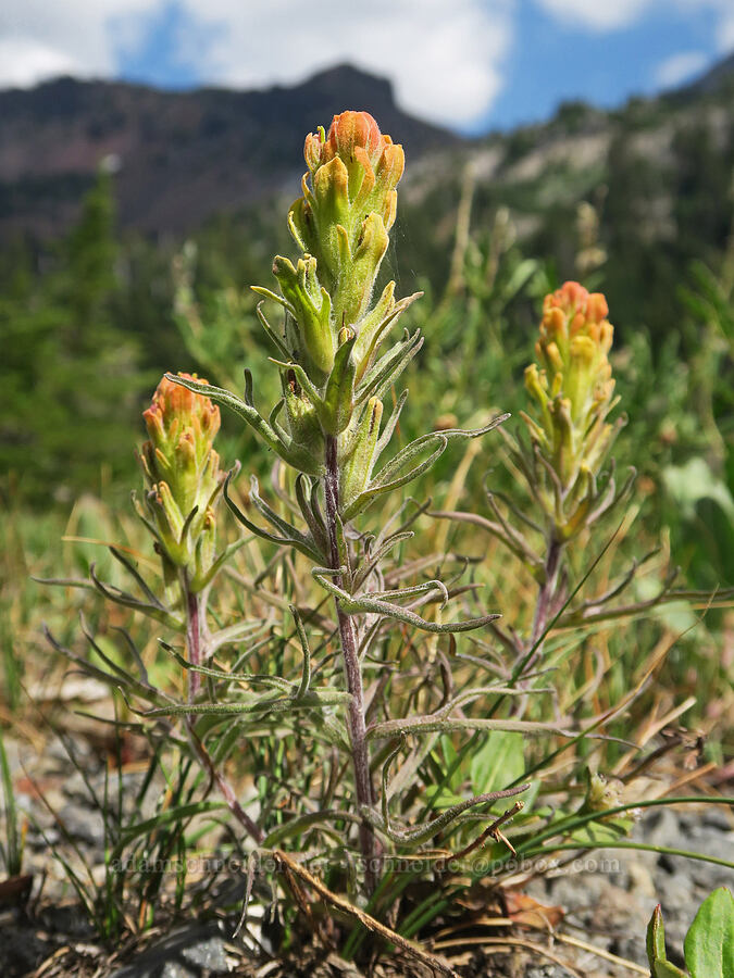 cobwebby paintbrush (Castilleja arachnoidea) [Pacific Crest Trail, Three Sisters Wilderness, Lane County, Oregon]