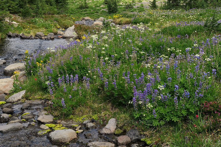 wildflowers (Lupinus latifolius, Lomatium grayi, Senecio triangularis, Castilleja parviflora var. oreopola, Phyllodoce empetriformis) [Glacier Creek, Three Sisters Wilderness, Lane County, Oregon]