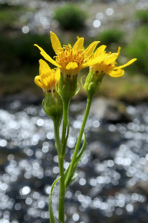 arrow-leaf groundsel (Senecio triangularis) [Glacier Creek, Three Sisters Wilderness, Lane County, Oregon]