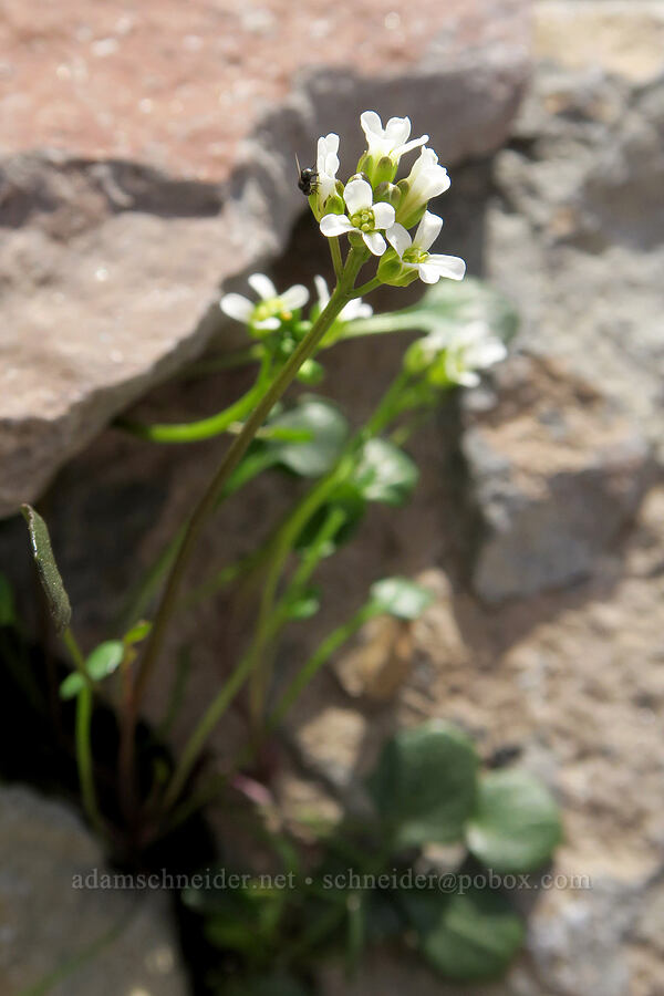 alpine bitter-cress (Cardamine bellidifolia ssp. bellidifolia (Cardamine bellidifolia var. pachyphylla)) [Glacier Creek, Three Sisters Wilderness, Lane County, Oregon]