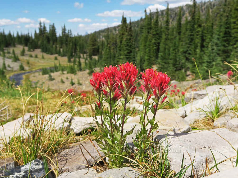 magenta paintbrush (Castilleja parviflora var. oreopola) [Glacier Creek, Three Sisters Wilderness, Lane County, Oregon]
