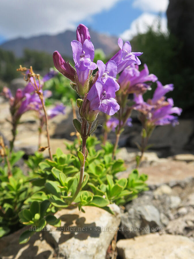 Davidson's penstemon (Penstemon davidsonii var. davidsonii) [above Glacier Creek, Three Sisters Wilderness, Lane County, Oregon]