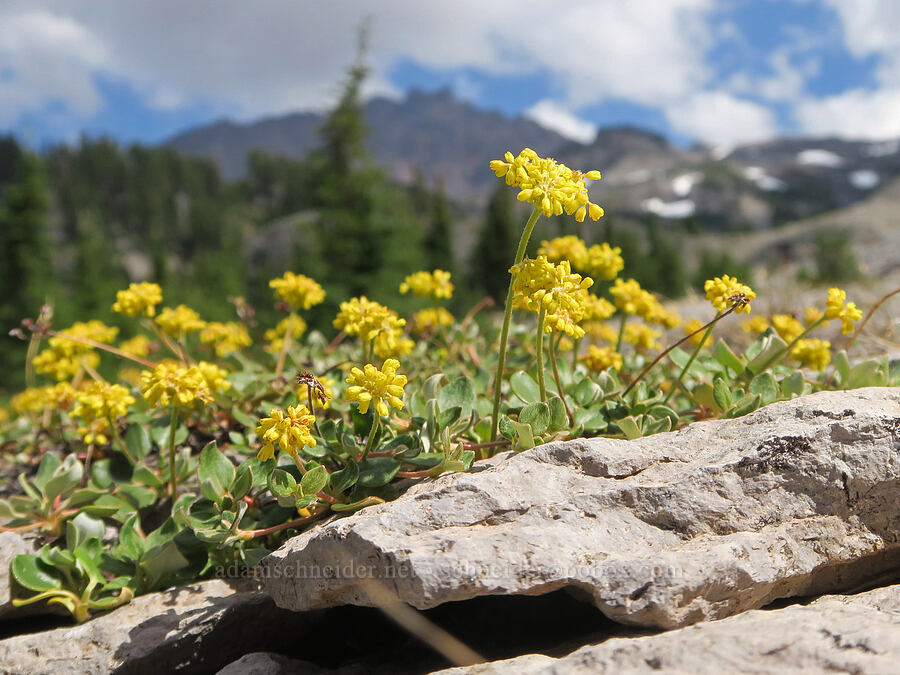 marum-leaf buckwheat (Eriogonum marifolium) [above Glacier Creek, Three Sisters Wilderness, Lane County, Oregon]