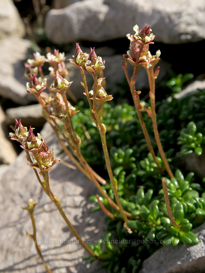 Tolmie's saxifrage, going to seed (Micranthes tolmiei (Saxifraga tolmiei)) [above Glacier Creek, Three Sisters Wilderness, Lane County, Oregon]