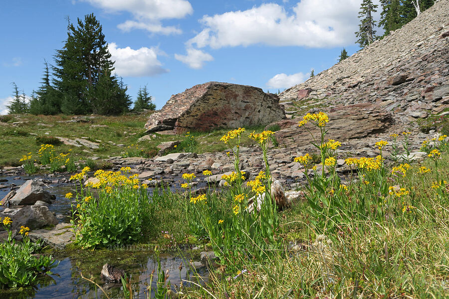 arrow-leaf groundsel & Sister Springs (Senecio triangularis) [Pacific Crest Trail, Three Sisters Wilderness, Lane County, Oregon]