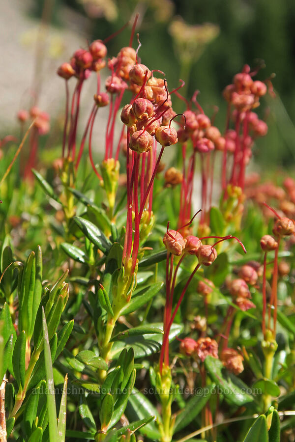 western bog-laurel, going to seed (Kalmia microphylla (Kalmia polifolia ssp. microphylla)) [Pacific Crest Trail, Three Sisters Wilderness, Lane County, Oregon]