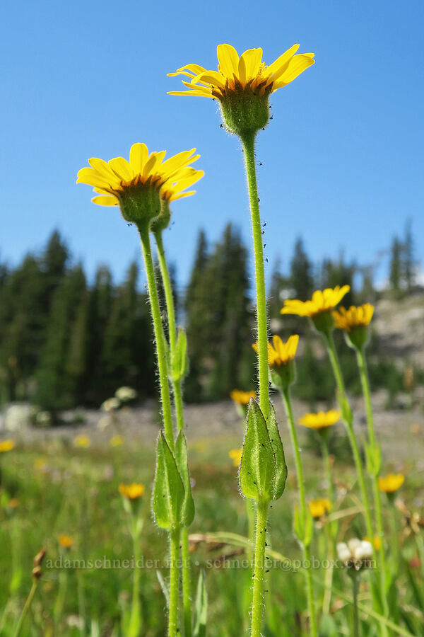 hairy arnica (Arnica mollis) [Pacific Crest Trail, Three Sisters Wilderness, Lane County, Oregon]
