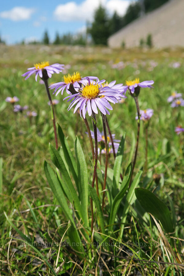 tundra asters (Oreostemma alpigenum var. alpigenum (Aster alpigenus)) [Pacific Crest Trail, Three Sisters Wilderness, Lane County, Oregon]
