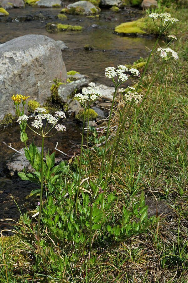 Gray's lovage (Ligusticum grayi) [Pacific Crest Trail, Three Sisters Wilderness, Lane County, Oregon]