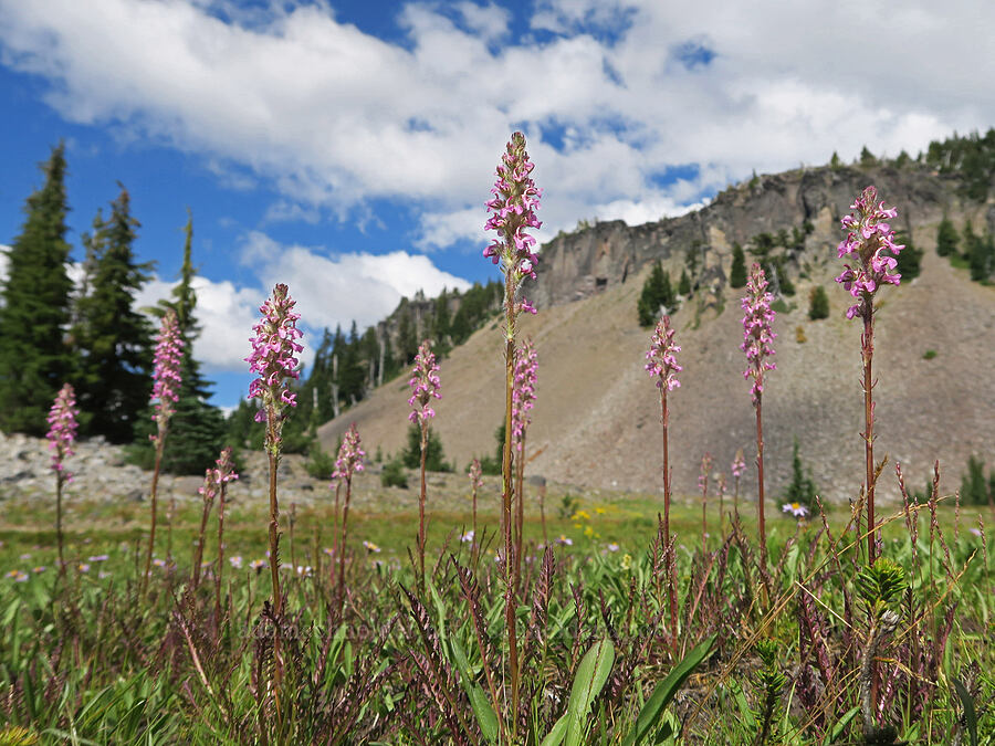 little elephant's-head lousewort (Pedicularis attollens) [Pacific Crest Trail, Three Sisters Wilderness, Lane County, Oregon]