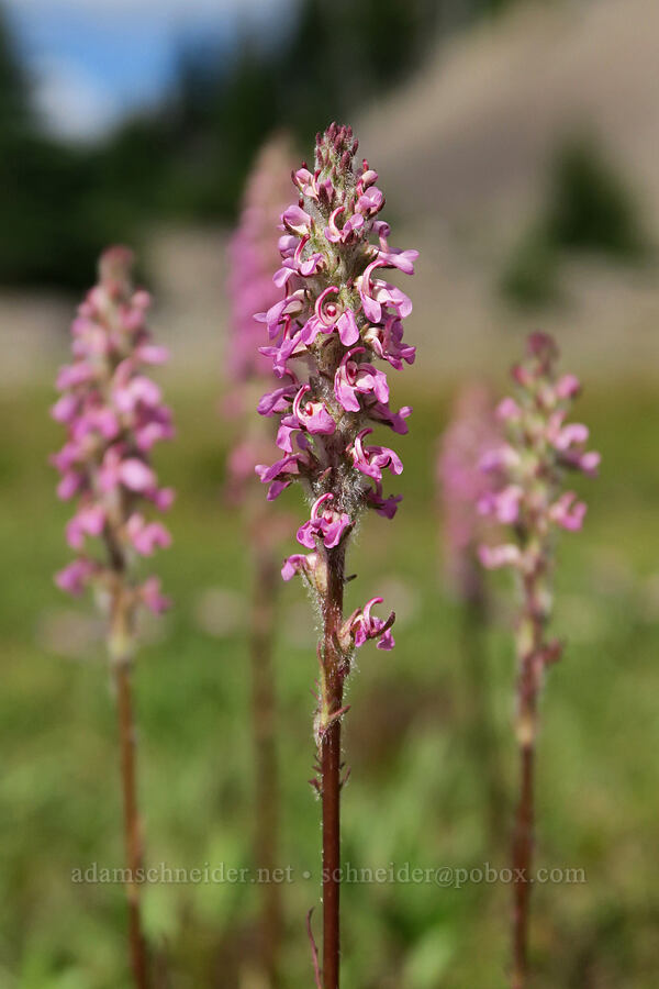 little elephant's-head lousewort (Pedicularis attollens) [Pacific Crest Trail, Three Sisters Wilderness, Lane County, Oregon]