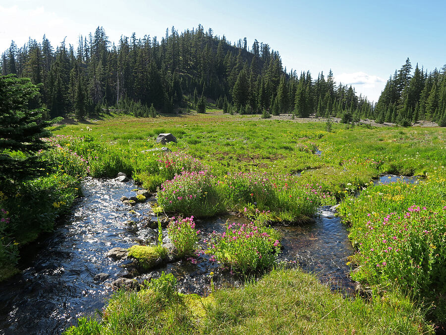 wildflowers (Erythranthe lewisii (Mimulus lewisii), Senecio triangularis, Lomatium grayi, Castilleja parviflora var. oreopola) [Obsidian Creek, Three Sisters Wilderness, Lane County, Oregon]
