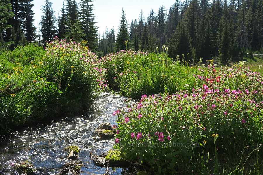 wildflowers (Erythranthe lewisii (Mimulus lewisii), Senecio triangularis, Anemone occidentalis (Pulsatilla occidentalis), Lomatium grayi, Castilleja parviflora var. oreopola) [Obsidian Creek, Three Sisters Wilderness, Lane County, Oregon]
