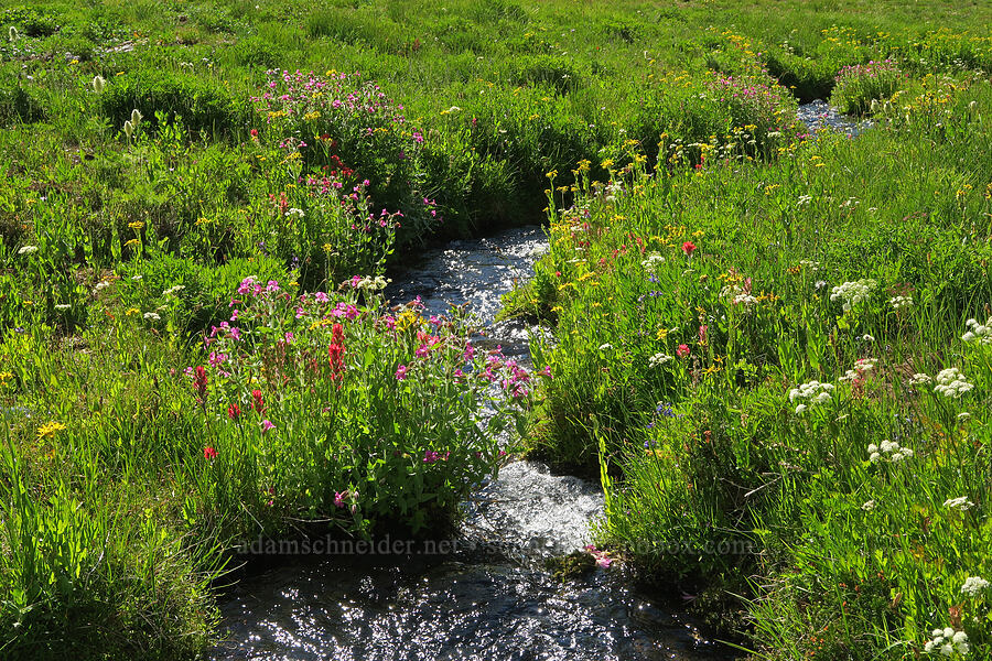 wildflowers (Erythranthe lewisii (Mimulus lewisii), Senecio triangularis, Anemone occidentalis (Pulsatilla occidentalis), Lomatium grayi, Castilleja parviflora var. oreopola) [Obsidian Creek, Three Sisters Wilderness, Lane County, Oregon]