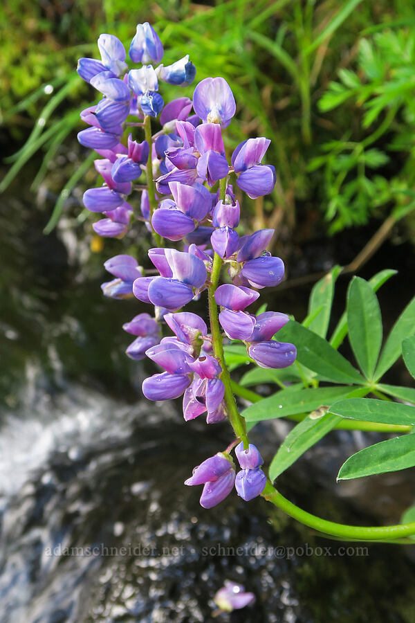 broad-leaf lupine (Lupinus latifolius) [Obsidian Creek, Three Sisters Wilderness, Lane County, Oregon]