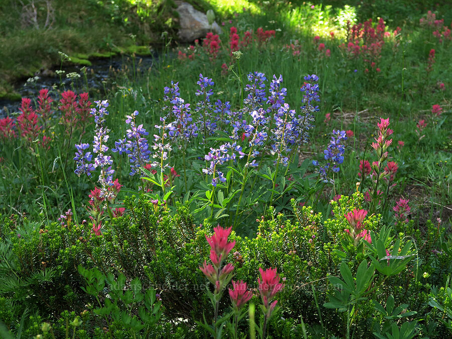 lupines & paintbrush (Lupinus latifolius, Castilleja parviflora var. oreopola) [Obsidian Creek, Three Sisters Wilderness, Lane County, Oregon]
